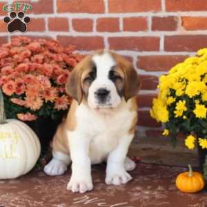 Jozie, Saint Bernard Puppy